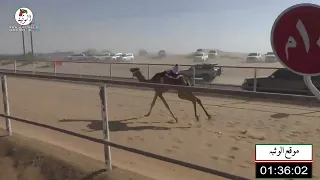 الشوط 13 الشبابيه لـ سيف سالم سيف الدرعي 1 43 89 شارة الصندوق 2022 1 22 فطامين الرقيعات 