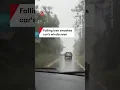 Tree smashes through driver s windscreen in Oahu Hawaii