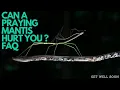 Can A Praying Mantis Hurt You FAQ