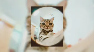 𝐖𝐚𝐲𝐧𝐞 𝐟𝐥𝐞𝐧𝐨𝐫𝐲 𝐒𝐮𝐩𝐚𝐫𝐨 Super SLOWED 