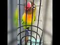 Download Lagu pancingan masteran LOVEBIRD PAUD durasi panjang.