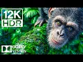 Download Lagu Wildlife Journey in 12K 120FPS HD HDR | Wonderful Animal Footage with Cinematic Music