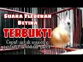 Lagu Tledekan betina gacor...||Membuat burung jantan naik birahi langsung bunyi...