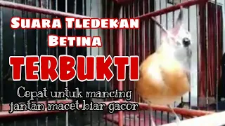tledekan betina gacor membuat burung jantan naik birahi langsung bunyi 