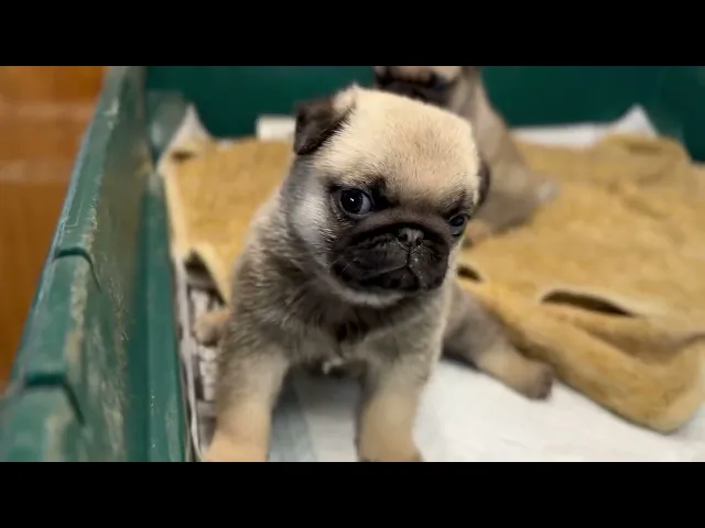 動画