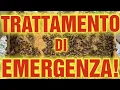 Download Lagu Beekeeping CD: With high infestation you must intervene immediately, here's what I do to solve it