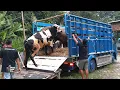 Lagu Setia Farm Kirim Sapi Super Ke Pelanggan Jawa Timur !! BB Cross Di Kandang Diamore Farm Ikut Serta !