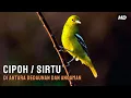 Download Lagu Burung Cipoh: Kisah Kecil Di Antara Dedaunan dan Ancaman