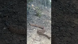 Beautiful 4 foot Red Diamond Rattlesnake on our hiking trail yesterday. Always be aware. #snake