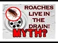 COCKROACHES LIVE IN THE DRAIN - Myth May