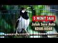 Lagu JALAK SUREN BIKIN JALAK IKUT BUNYI LANGSUNG BONGKAR ISIAN #jalaksuren