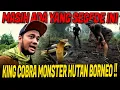 FULL EPISODE BONTANG MENCARI KEBERADAAN KING COBRA MONSTER HUTAN BORNEO !!