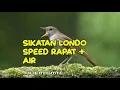 Download Lagu Masteran sikatan londo jernih plus gemericik air