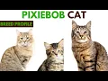 Pixiebob Cat Explained Traits Health Grooming Price Lifespan