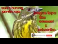 Download Lagu suara burung pentis raja 🙏🙏🇲🇨🇲🇨🇲🇨🇲🇨