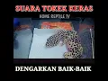 Download Lagu suara tokek #shorts #tokek #suaratokek