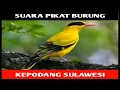 Download Lagu SUARA PIKAT BURUNG KEPODANG SULAWESI