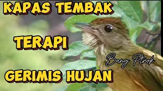 Download KAPAS TEMBAK GACOR || MASTERAN BURUNG DAN TERAPI SUARA HUJAN.. MP3