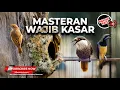 Download Lagu 🔴Masteran Kasar Tepus Kepala Abu Super Gacor vs Cucak Cungkok Super Gacor Suara Tajam