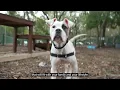Free animal adoptions during shelter construction