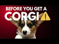 10 Reasons Why Corgis Are Not For You