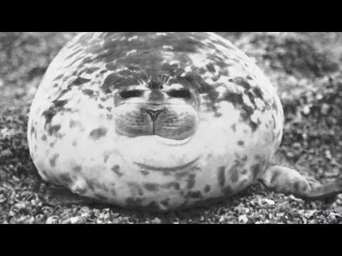 The Seal Clubber