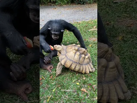 vali #sharing #chimp #ape #monkey