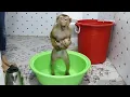 Download Lagu Very Good!! DD Carry CC Go To Bathroom, DD Want To Care CC For Mum