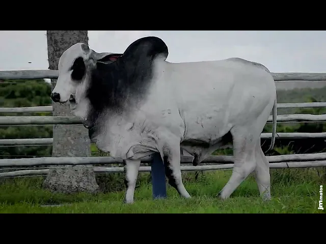 Touro Nelore SGN - 2521