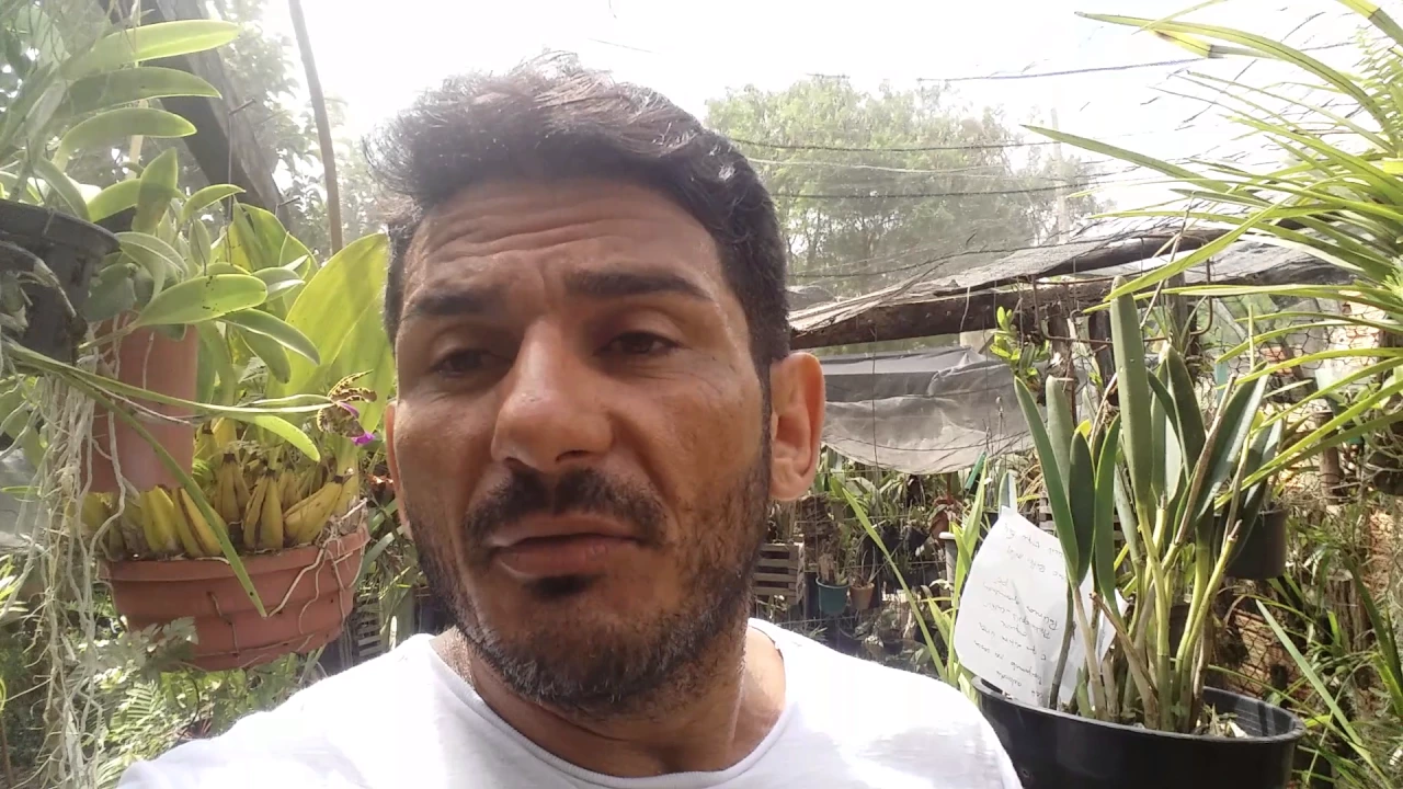 DICAS DE CULTIVO DE ORQUÍDEAS 61