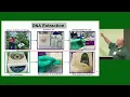 New Pawpaw Releases KSU 1-4 and KSU 7-1