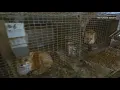 Shocking conditions 250 animals rescued from Ashtabula County fur and urine farm