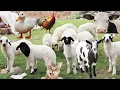 Download Lagu Bebek lucu dengan bayi , Video Hewan Ternak , Kambing Lucu , Embek , Sapi , Domba , Kucing