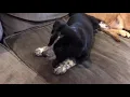 of adoptable pet named Timmy