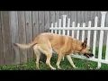 Zippity Madison Vinyl Fence Assembly and Installation blind dog fence