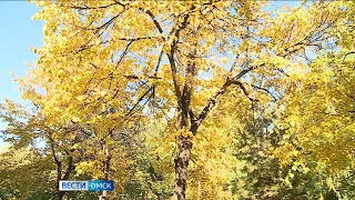 «Золотая осень»: в Омске установилась комфортная температура