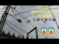 Lagu BIGGEST GOLDEN ORB SPIDERS!! 😱🕷🕸SCARY SPIDER VILLAGE! Corey Wild #bigspider #spider