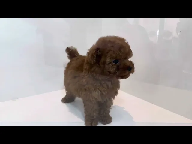 動画