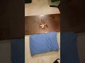 Egg Drop Impulse Demo