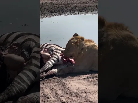 Путешествуем c Владимиром Волошиным TRAVEL video