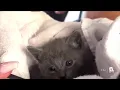 Kitten foster families needed at Palm Beach County animal shelter