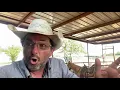 Getting rid of those warts Save the home remedies for your own warts Get the cattle healed up