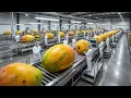 Lagu Inside the Modern Mango Processing Line: From Orchard Harvest to Final Packaging