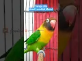 Download Lagu Terapi Jitu atasi lovebird macet agar Cepat Bunyi #lovebirds #lovebirdngekekpanjang  #birds
