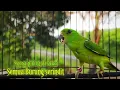 Download Lagu Suara Burung Serindit Seperti Ini Paling Cepat bikin Nyaut Emosi Semua jenis Burung serindit