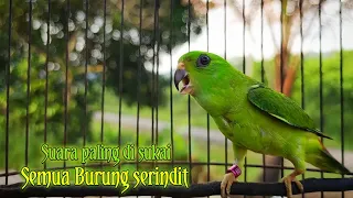 Download Suara Burung Serindit Seperti Ini Paling Cepat bikin Nyaut Emosi Semua jenis Burung serindit MP3