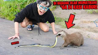 Download DIHADANG ULAR MEMATIKAN KETIKA BERBURU IKAN, BELUT! BERANG BERANG LUCU MAKIN GANAS!!! MP3