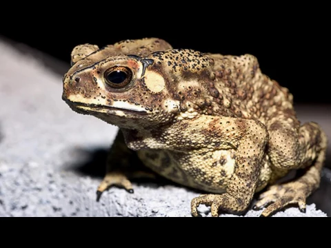 Download MP3 sound of toad croak croak croak - frog sound effect loud