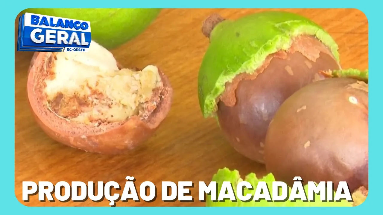 Amêndoa pode ser utilizada na indústria de cosméticos e culinária