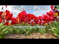 Download Lagu Tulpen in volle bloei – Een magische Hollandse lentereis